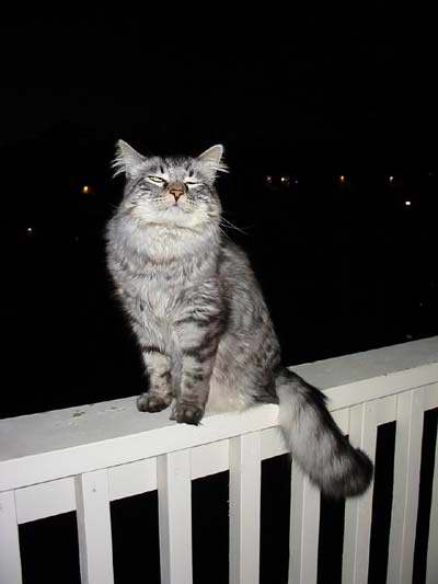 Gatti (51)